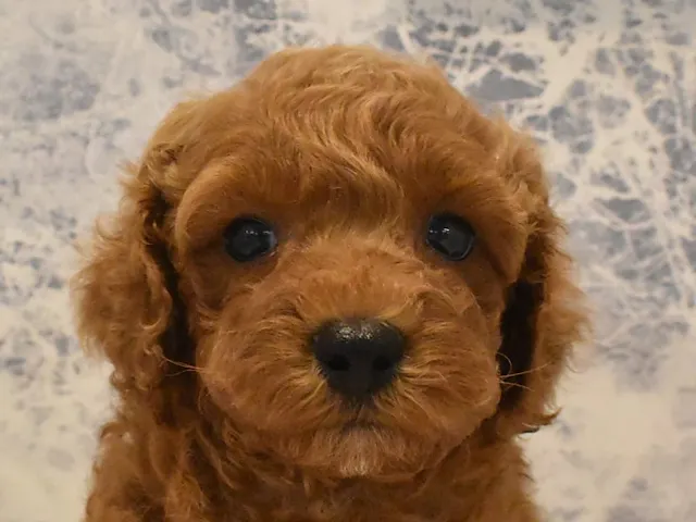 千葉県のトイプードル(トイ) (ペッツワン幕張店/2025年3月29日生まれ/男の子/レッド)の子犬